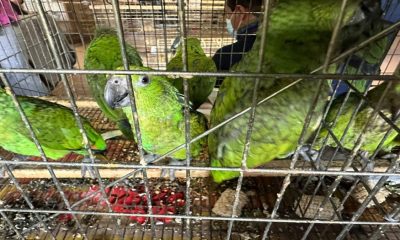 Santuario Ostok y la AZCRM se unen para rescatar y rehabilitar aves en México