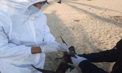 Muerte de aves en las costas del Pacífico mexicano fue de hambre, no por gripe aviar: Senasica