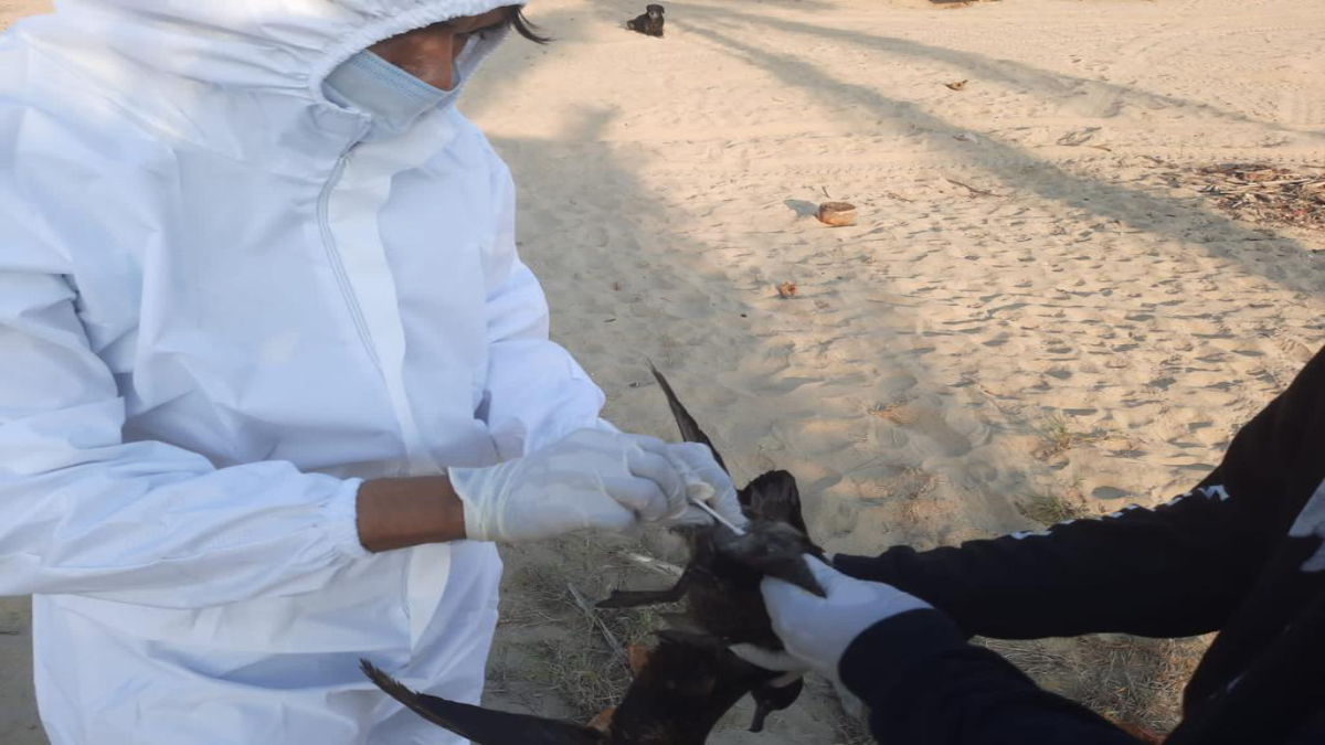 Muerte de aves en las costas del Pacífico mexicano fue de hambre, no por gripe aviar: Senasica