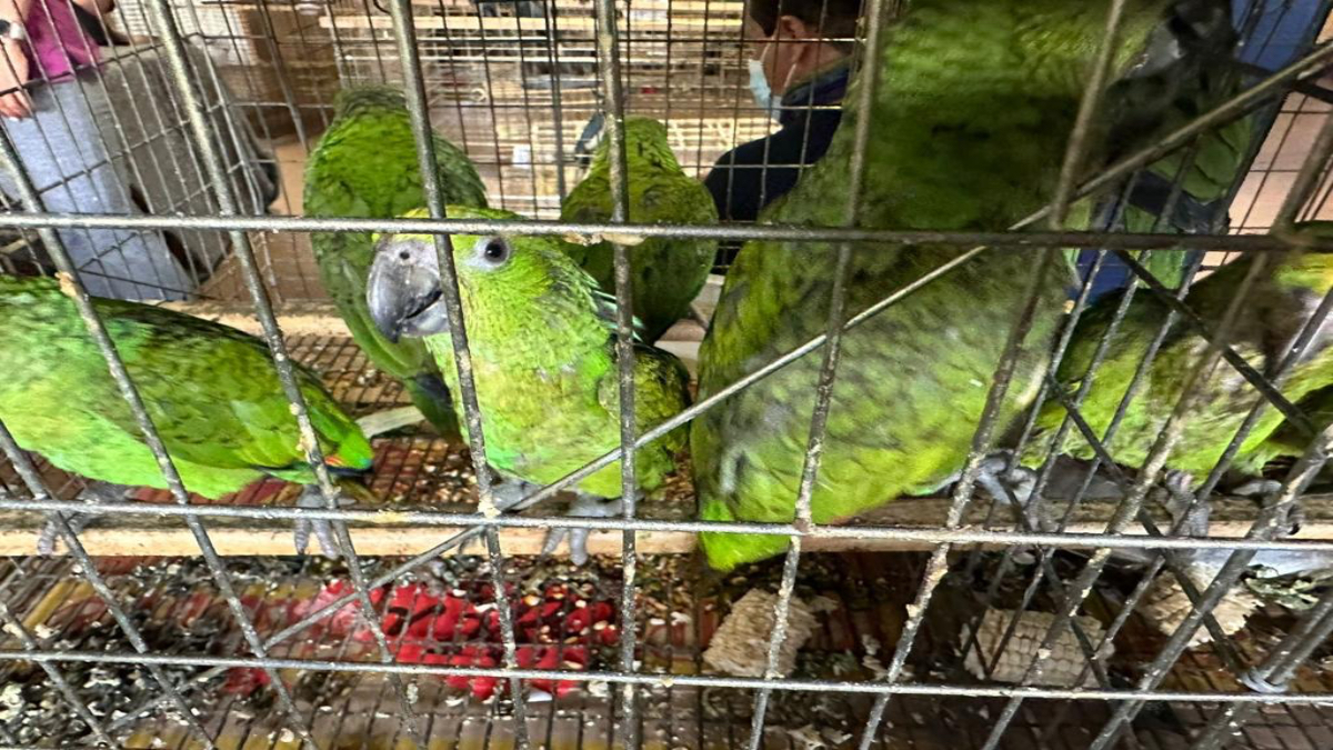 Así rescatan a las aves en México