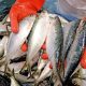 Congreso de BCS pide al gobierno evitar embargo de productos pesqueros