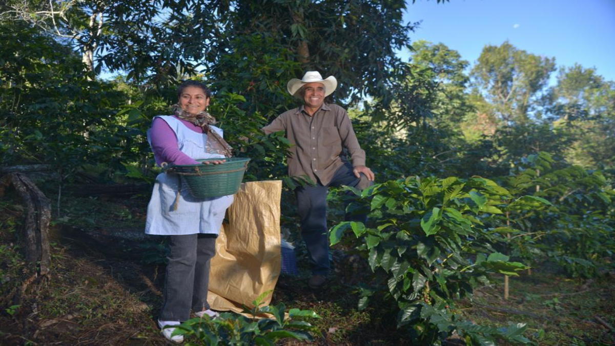 Firmas internacionales invierten 420 mil dólares para financiar familias mexicanas productoras de café