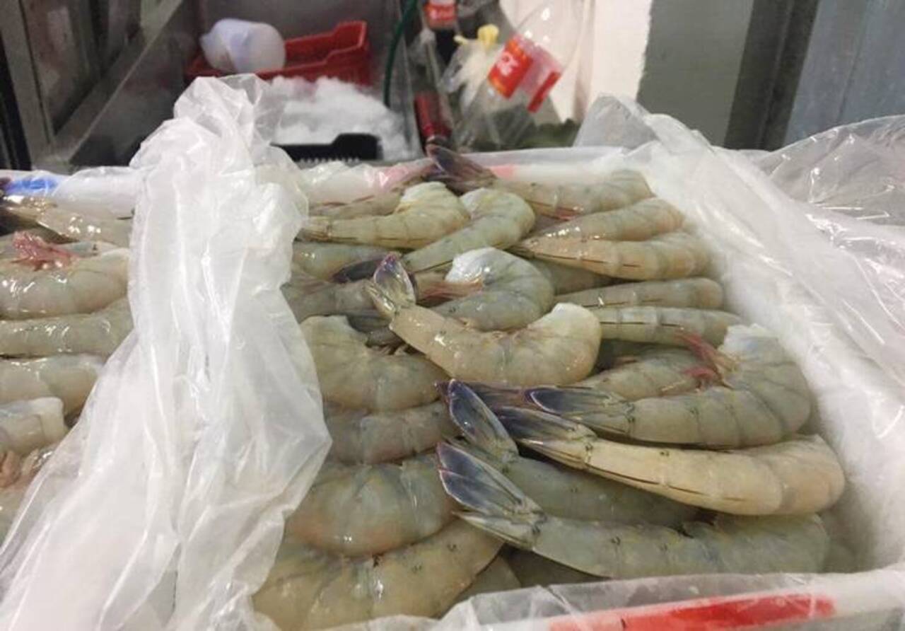 El gobierno de AMLO busca proteger la producción nacional de camarón: Sader