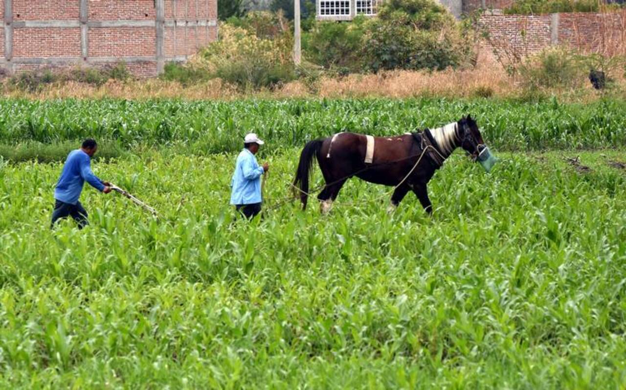 El ciclo agrícola en Guanajuato aún se puede salvar, a pesar del calor y las plagas, asegura Paulo Bañuelos