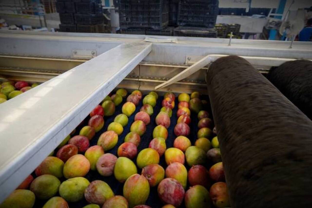 La producción de mango impulsa la economía y empleo del sur de Sinaloa