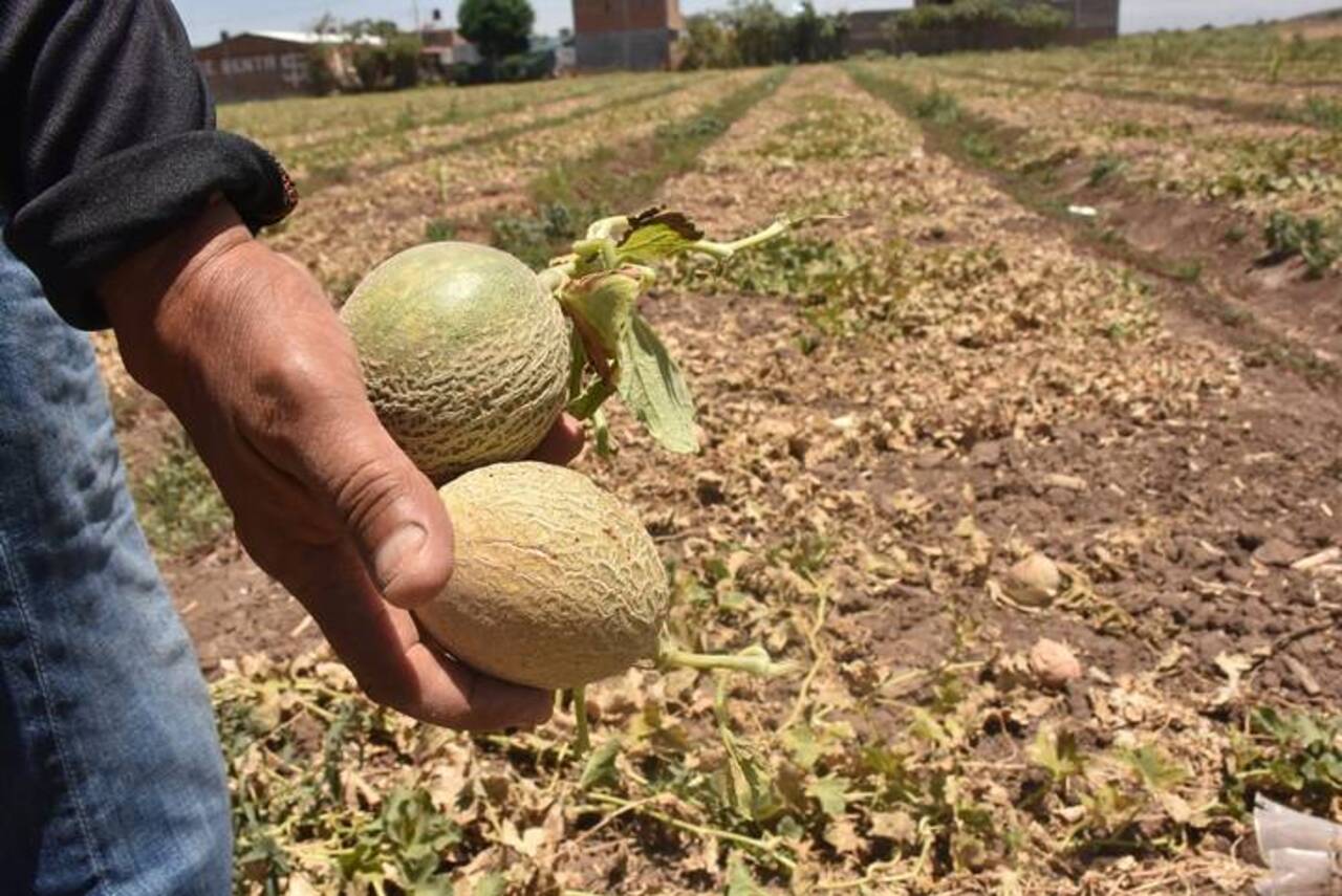 La falta de lluvias pega a cultivos de melones en Irapuato