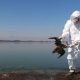 Muerte de 300 aves en el Pacífico mexicano podría ser por influenza aviar AH5N1