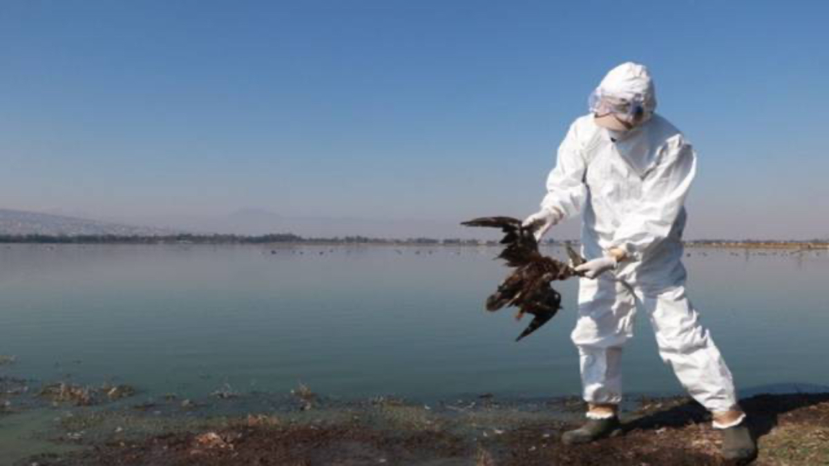 Muerte de 300 aves en el Pacífico mexicano podría ser por influenza aviar AH5N1