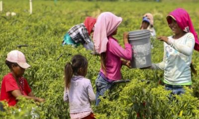 En México, los niños que trabajan vienen en su mayoría de poblaciones rurales y del sector agropecuario: IBD