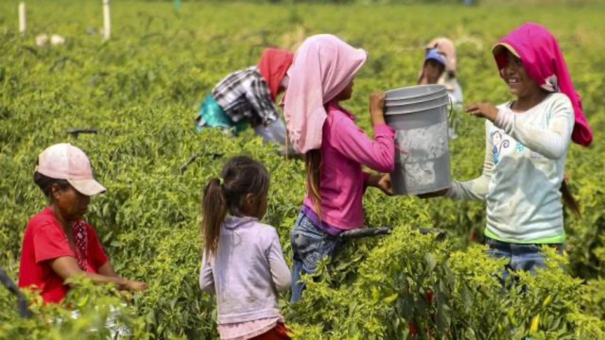 En México, los niños que trabajan vienen en su mayoría de poblaciones rurales y del sector agropecuario: IBD