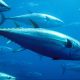 Red de barco atunero causa ecocidio en Baja California Sur