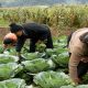 Superpeso golpea al sector agrícola; para los productores representa perdidas