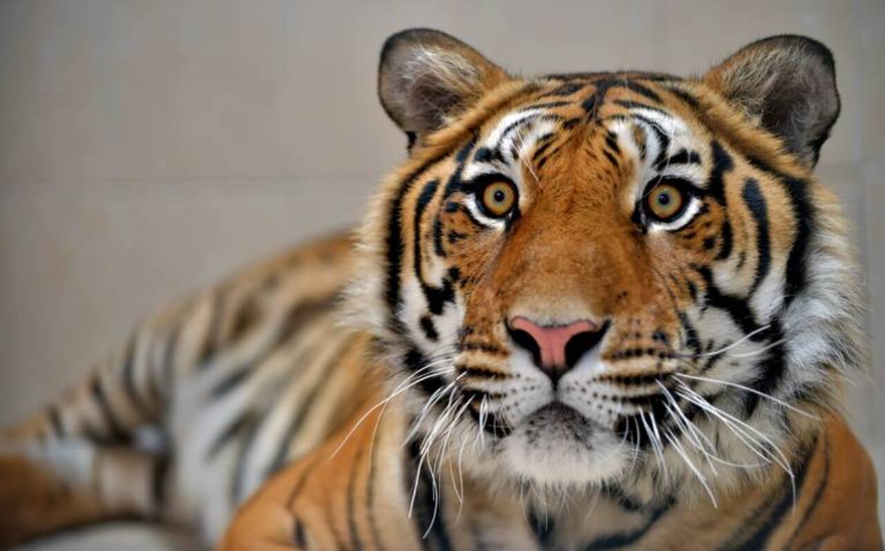 Nalo es el tigre de bengala en Ecatepec que fue donado al Parque Ecológico Ehécatl
