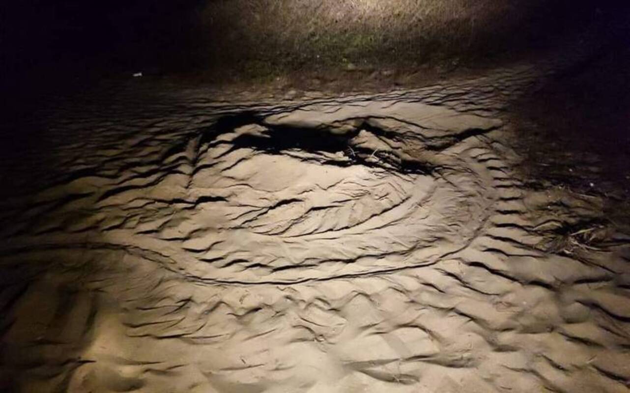 Una tortuga laud regresa a desovar en Mazatlán después de 14 años