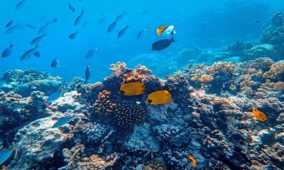 Eternal Reefs: Construir arrecifes artificiales con desechos industriales y cenizas de humanos