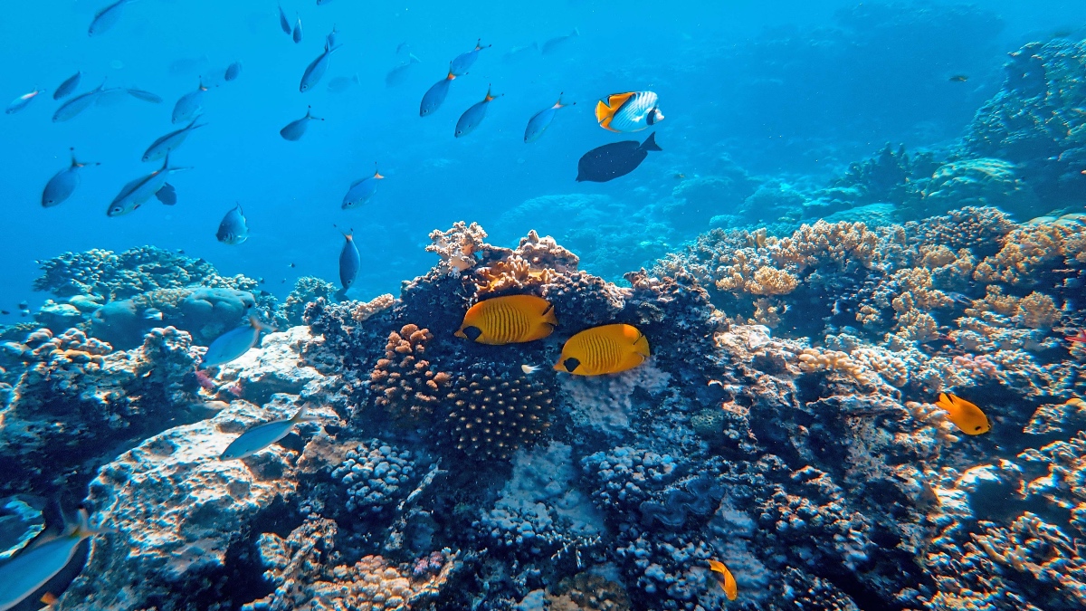 Eternal Reefs: Construir arrecifes artificiales con desechos industriales y cenizas de humanos