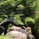 Charly y Coco son los últimos chimpancés del Zoológico de León