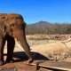 Los elefantes BigBoy y Bireki celebrarán sus nupcias en el Santuario de Ostok