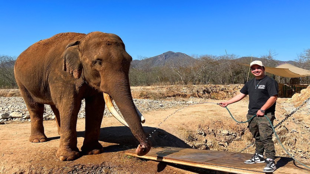 Los elefantes BigBoy y Bireki celebrarán sus nupcias en el Santuario de Ostok