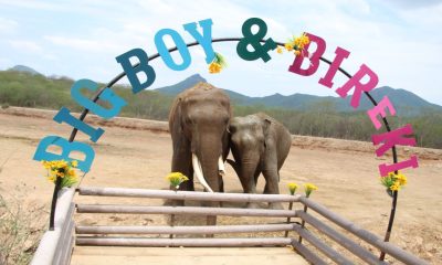 Una nueva oportunidad: Celebran la unión de los elefantes Bireki y Big Boy en el santuario Ostok