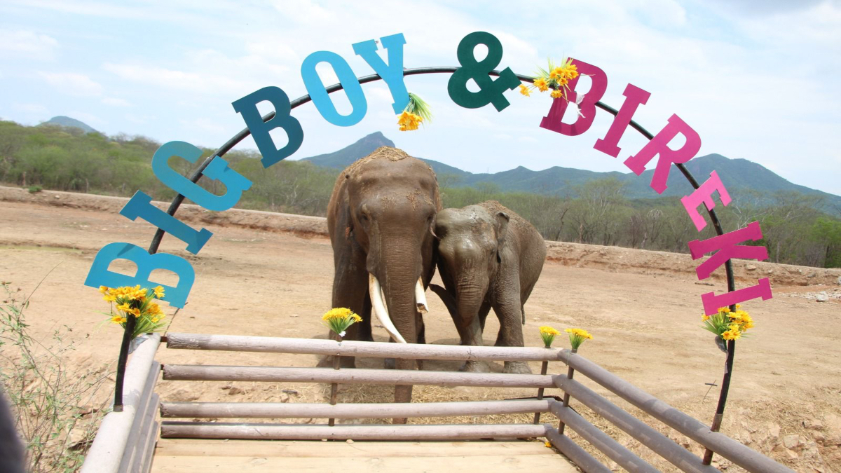 Una nueva oportunidad: Celebran la unión de los elefantes Bireki y Big Boy en el santuario Ostok