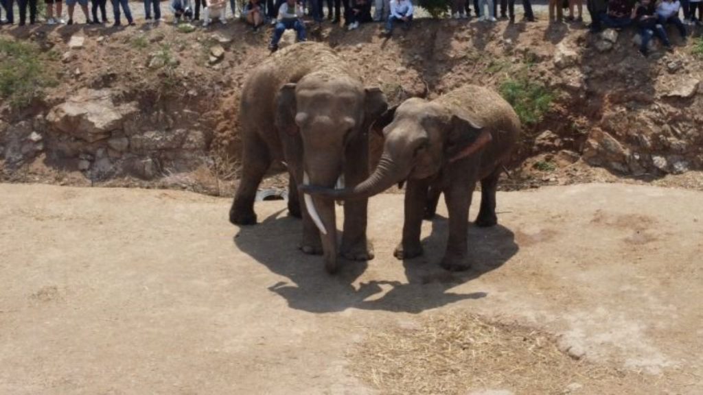 Una nueva oportunidad de vida: Celebran la unión de los elefantes Bireki y Big Boy en el santuario Ostok