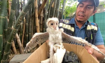 Ciudadanos rescatan cria de lechuza y la entregan al zoológico de Culiacán