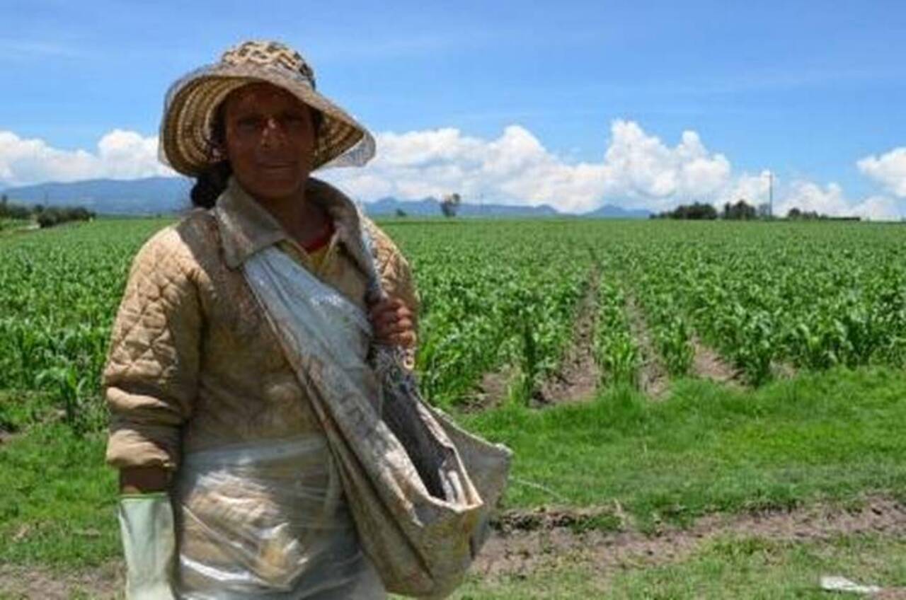 El monzón mexicano beneficiará casi 25 mil hectáreas de cultivo de temporal en la sierra de Chihuahua