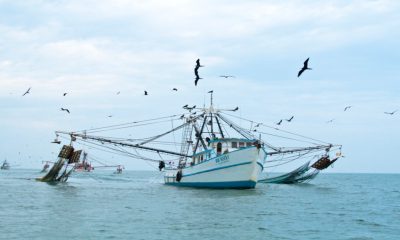 Pescadores en Sinaloa tendrán que esperar los tiempos del desarrollo de camarón