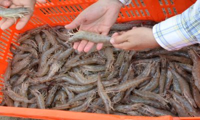 Personal de FONMAR y CONAPESCA sorprenden a pescadores ilegales de camarón en Comondú