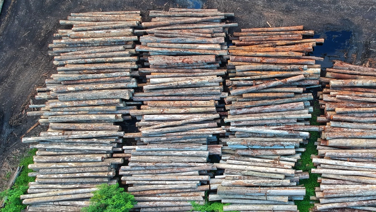 Por tala, plagas e incendios Tlalpan pierde 29 hectáreas de árboles