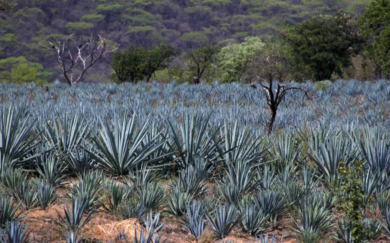 Las tierras de 30 municipios michoacanos se erosionan por la fiebre del tequila