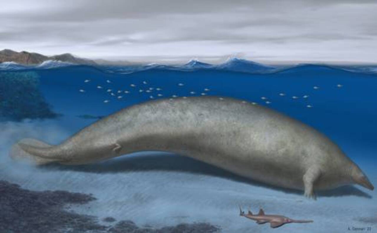 El fósil hallado en Perú pudo ser animal más pesado del mundo: Museo de Stuttgart