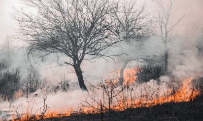 Afectaciones por incendios forestales en BC ya superan las de 2022