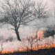 Afectaciones por incendios forestales en BC ya superan las de 2022