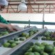 Especialistas afirman que el aumento en el precio del limón por cobro de piso no impacta en la inflación
