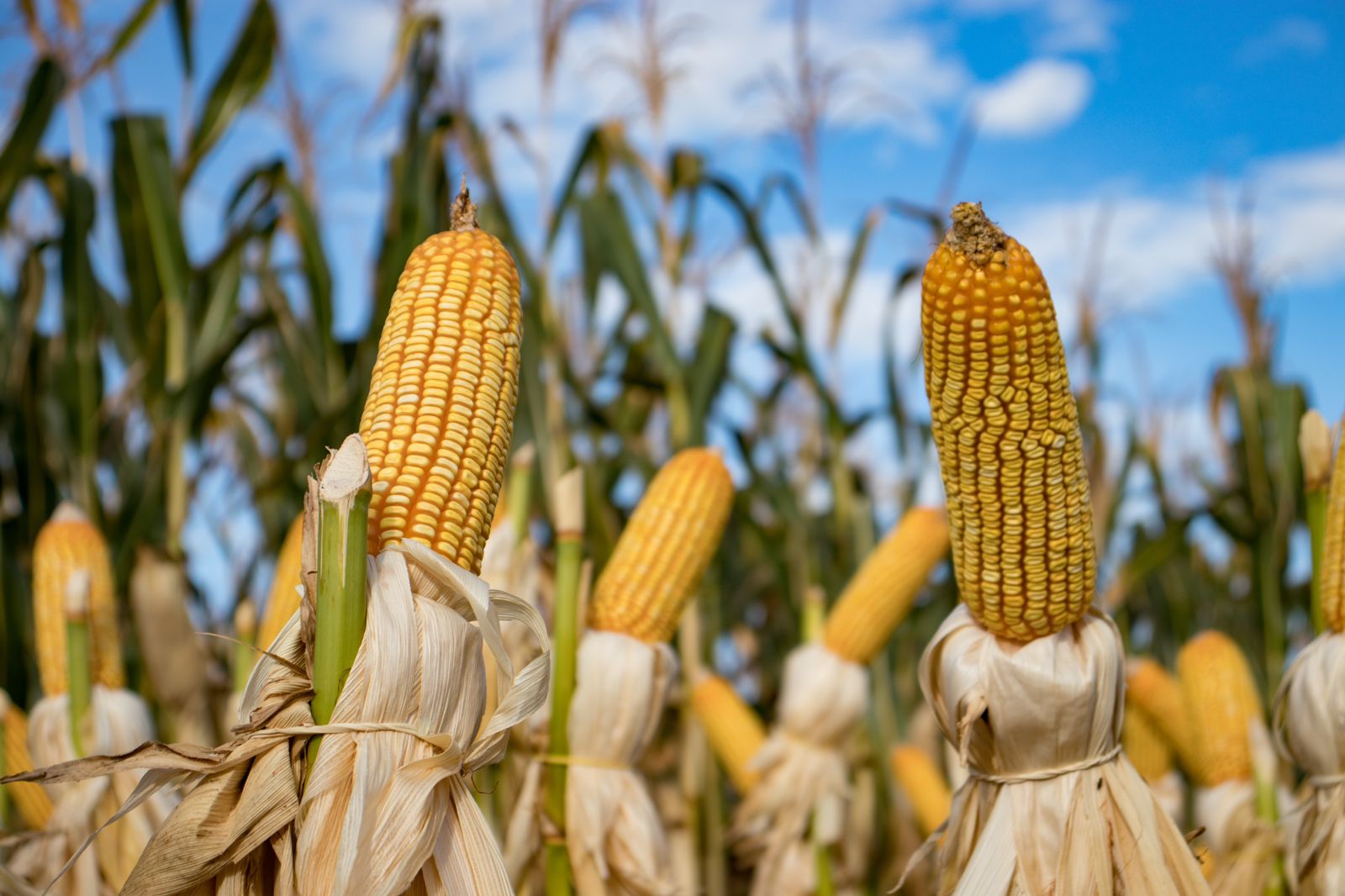 Reducir la importación de maíz transgénico de Estados Unidos dañará a la economía mexicana: UMFFAAC