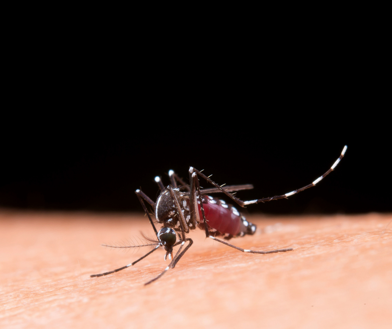 Más de la mitad del territorio mexicano presenta condiciones para que se desarrollen enfermedades como el dengue