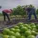 El 80% de los productores de limón en Michoacán trabajan con normalidad