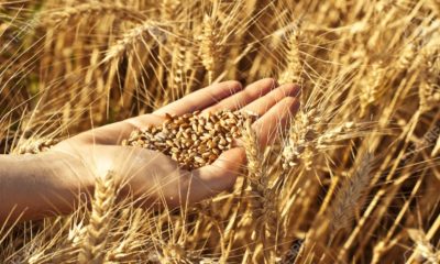 Producción de semilla de trigo en el Valle De Mexicali y San Luis (BC) se duplica