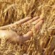 Producción de semilla de trigo en el Valle De Mexicali y San Luis (BC) se duplica