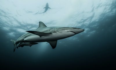 Sonora capacitará a pescadores de 7 municipios para prevenir ataques de tiburón
