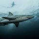 Sonora capacitará a pescadores de 7 municipios para prevenir ataques de tiburón