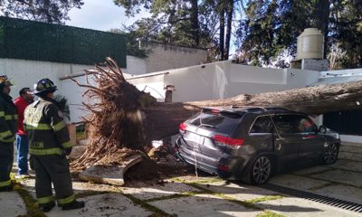 No pages hasta 25 mil pesos: En época de huracanes asegura tu auto ante la caída de árboles