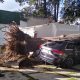 No pages hasta 25 mil pesos: En época de huracanes asegura tu auto ante la caída de árboles