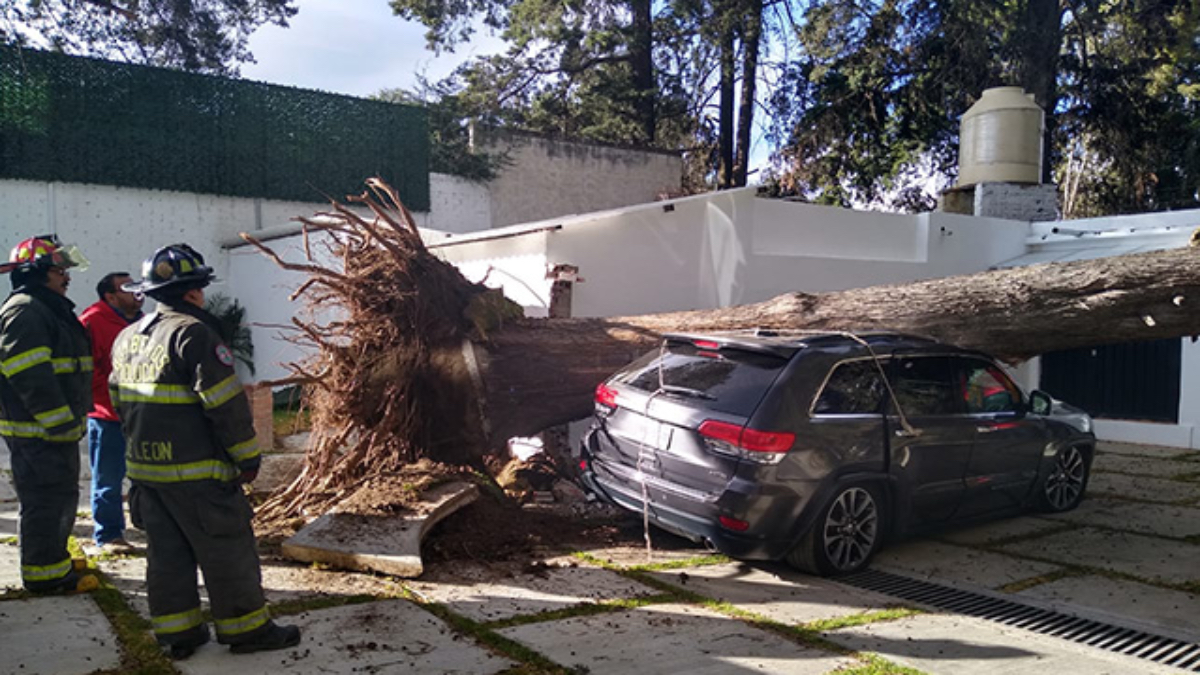 No pagues hasta 25 mil pesos: En época de huracanes asegura tu auto ante la caída de árboles