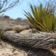 Chirinola: La planta mexicana que camina se mueve de lugar