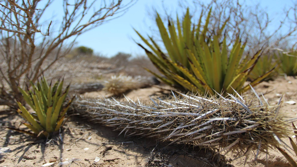 Chirinola: La planta mexicana que camina y se mueve de lugar