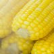 Investigadores de Chapingo desarrollan semilla para sustituir grano de maíz transgénico de EU