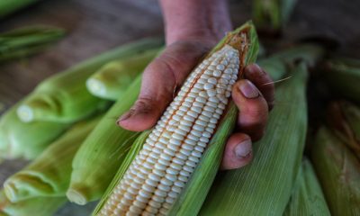 En el sur de Sinaloa hay 4 mil toneladas de maíz sin comercializar